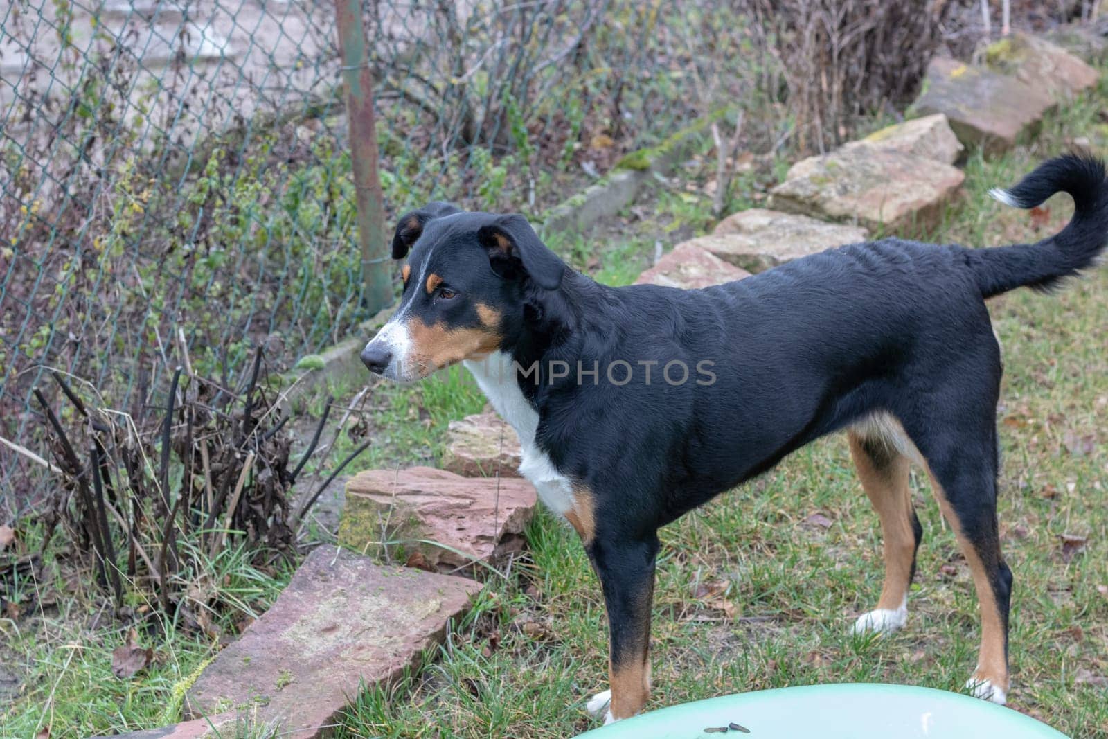 Appenzeller Mountain Dog in Winter Outdoor