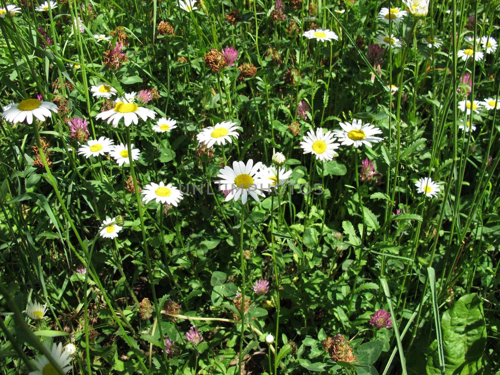 Uncut meadow in may