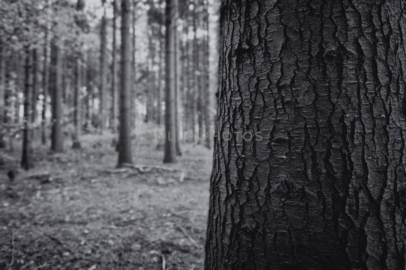 Tree trunk in a detail shot - in the background a mixed forest - black and white