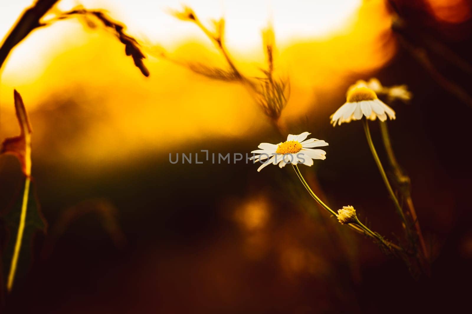 wild flowers on sunset background.