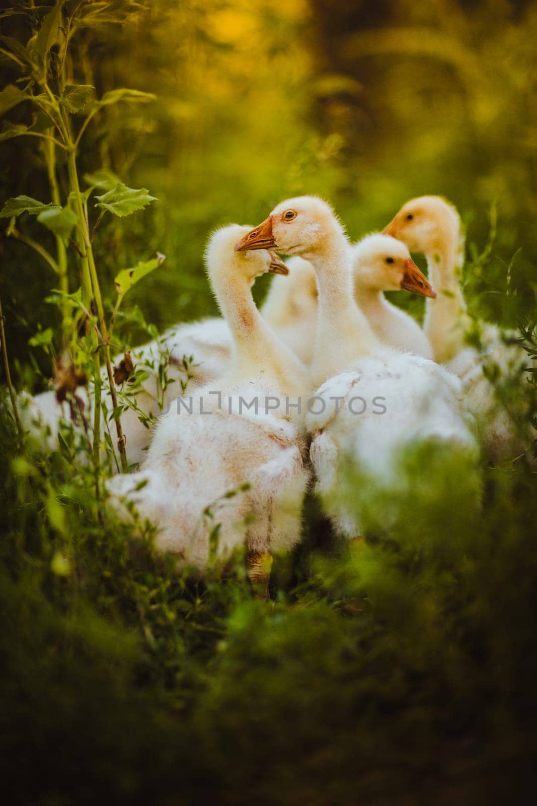 Five young goose together sit in the grass.