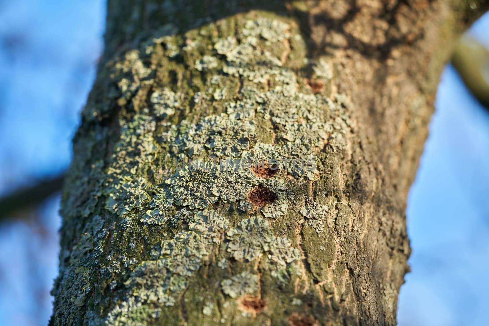 A tree infested by the Asian longhorn beetle in Magdeburg in Germany. The beetle is spreading around since 2000 in Europe, and damaged deciduous trees.