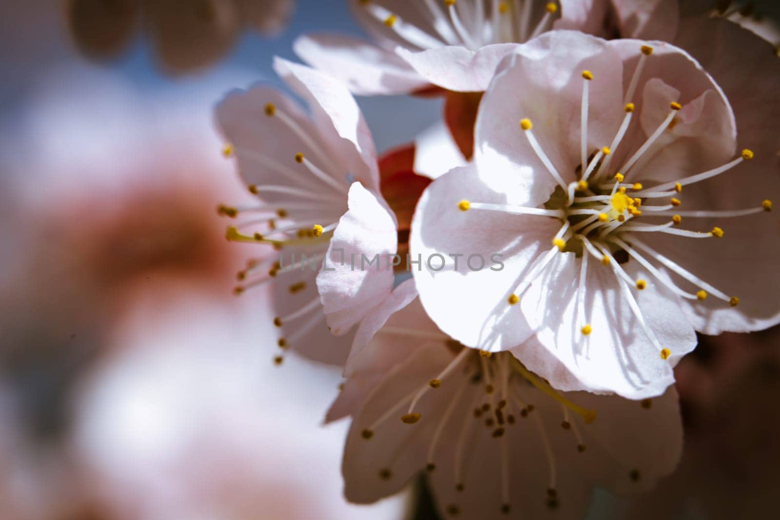 blossoming apricot close up on a sky background.