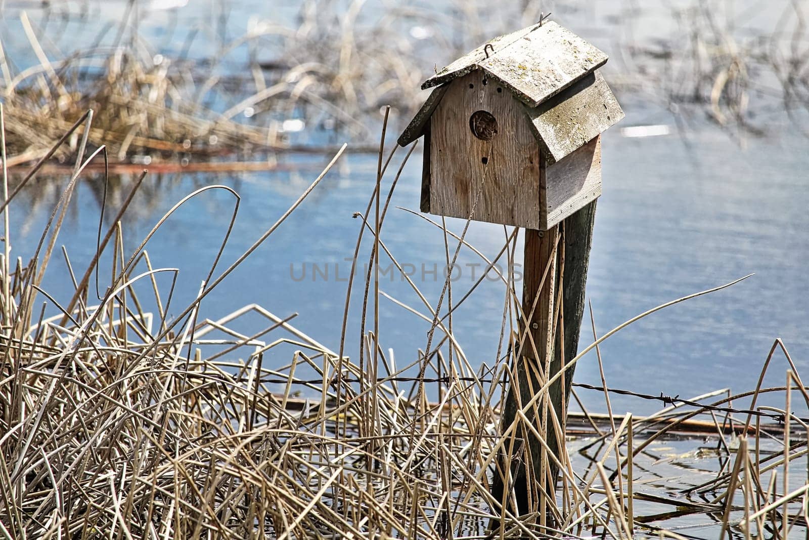 Dried reeds around a rustic birdhouse on a fence.