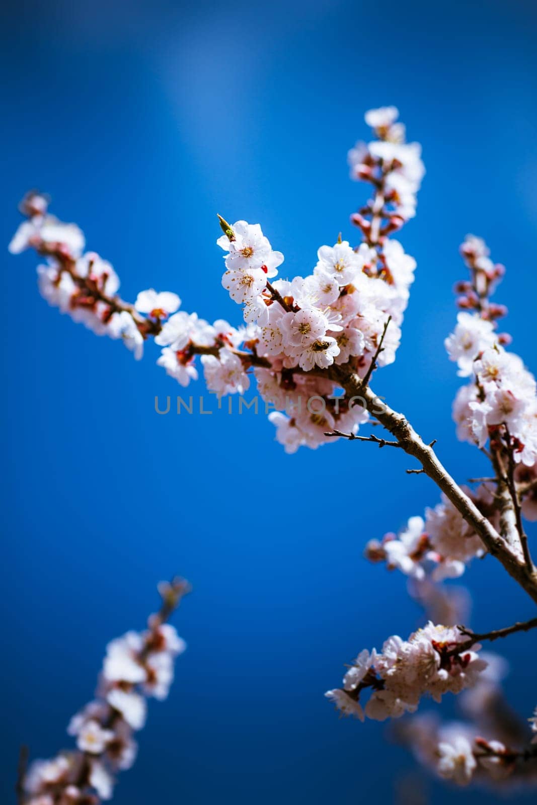 blooming apricot on a background of a spring sky.