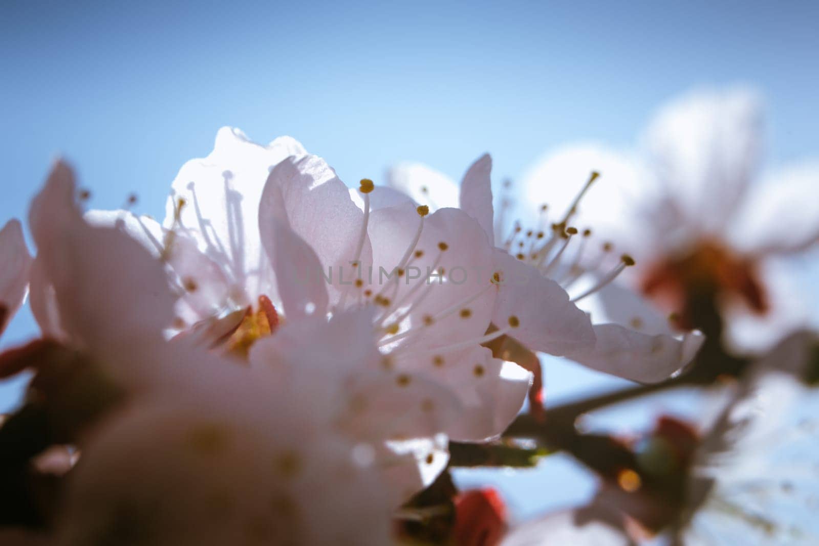 blossoming apricot close up on a sky background.