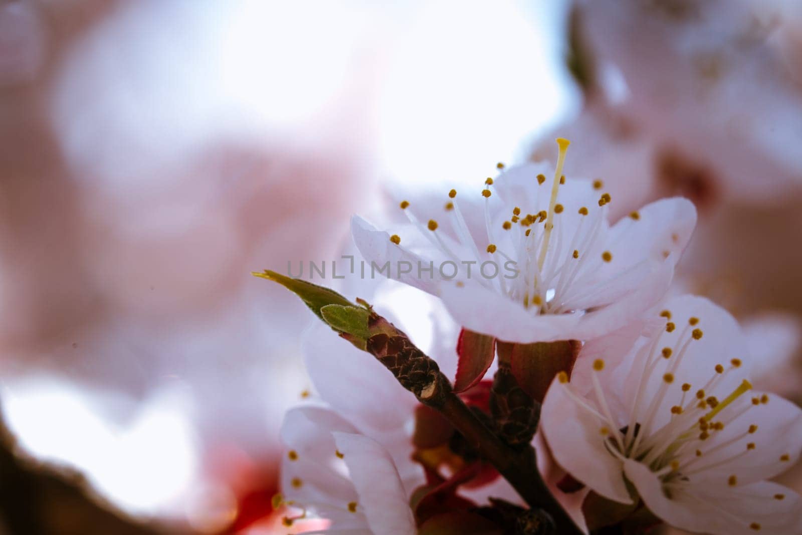blossoming apricot close up on a sky background.