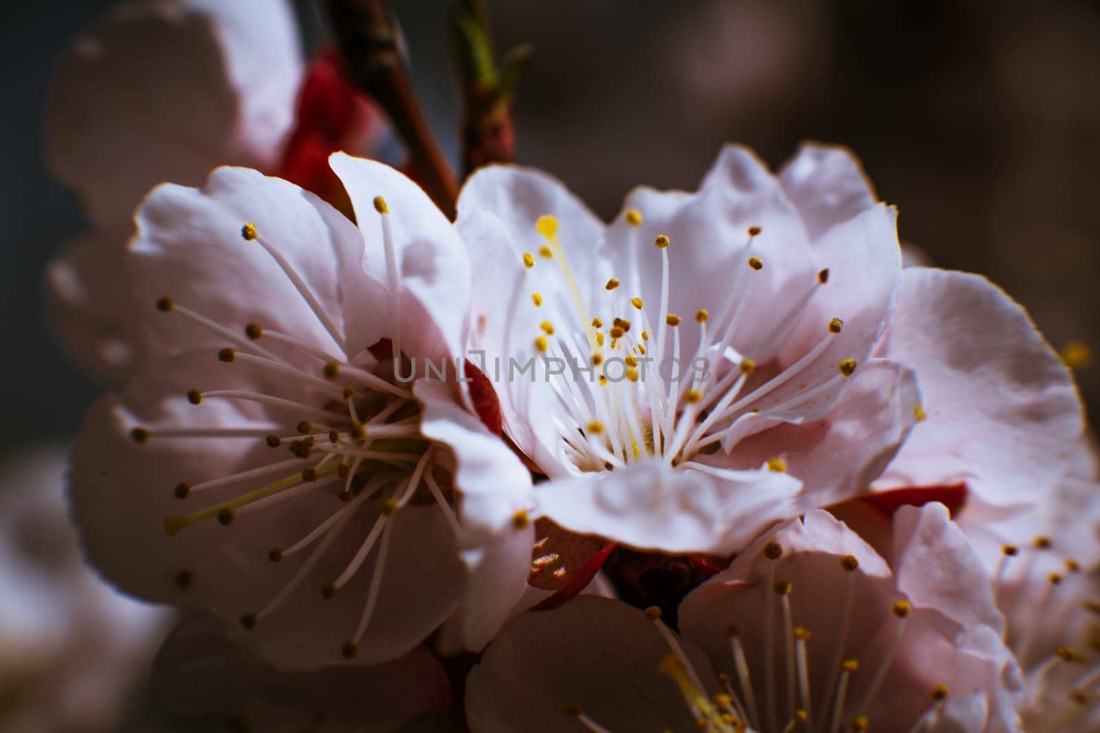 blossoming apricot close up on a sky background.