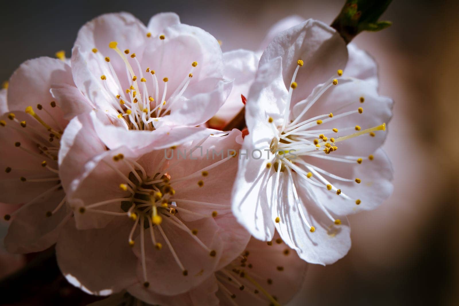 blossoming apricot close up on a sky background.