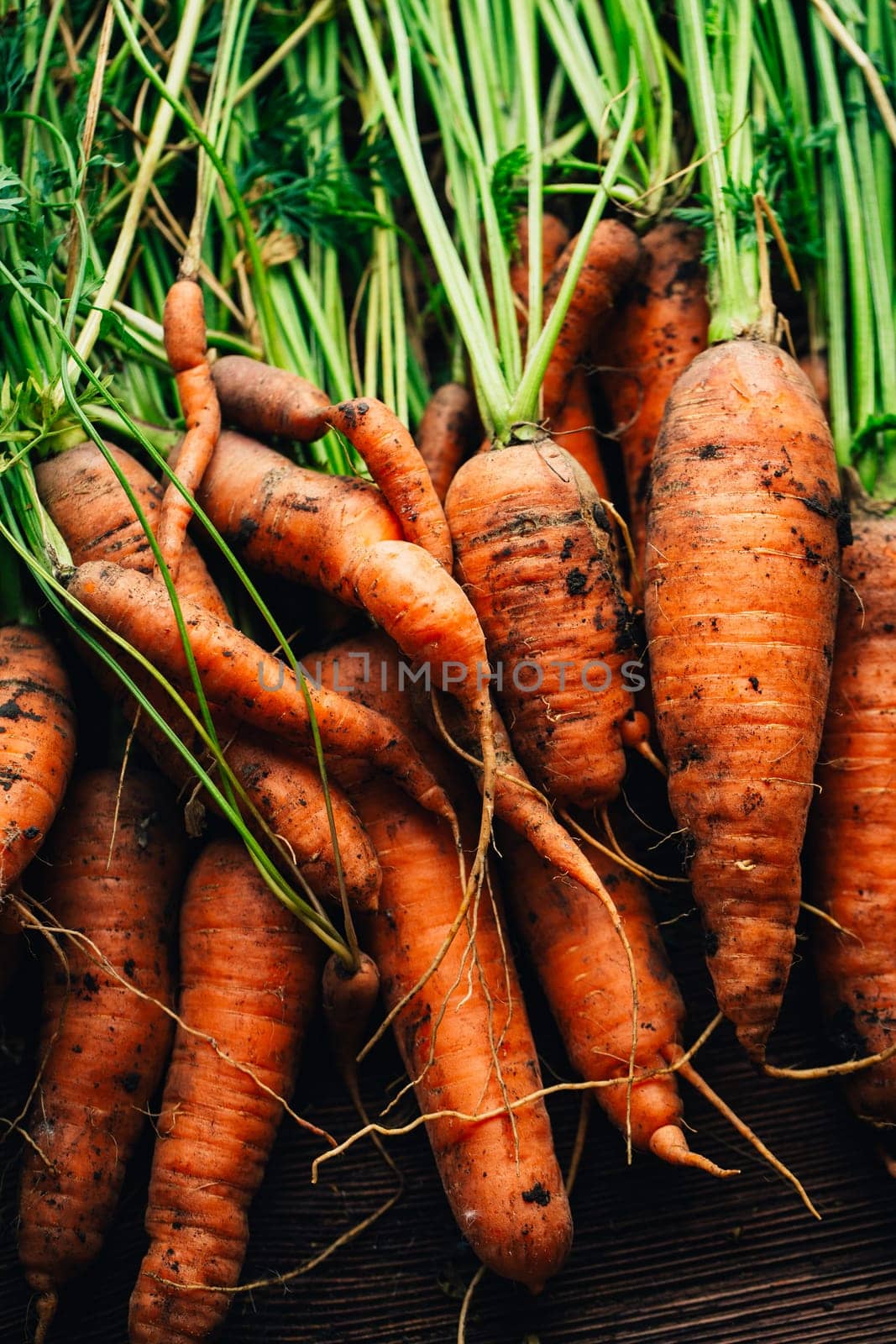 Fresh carrots close-up on a wooden background.