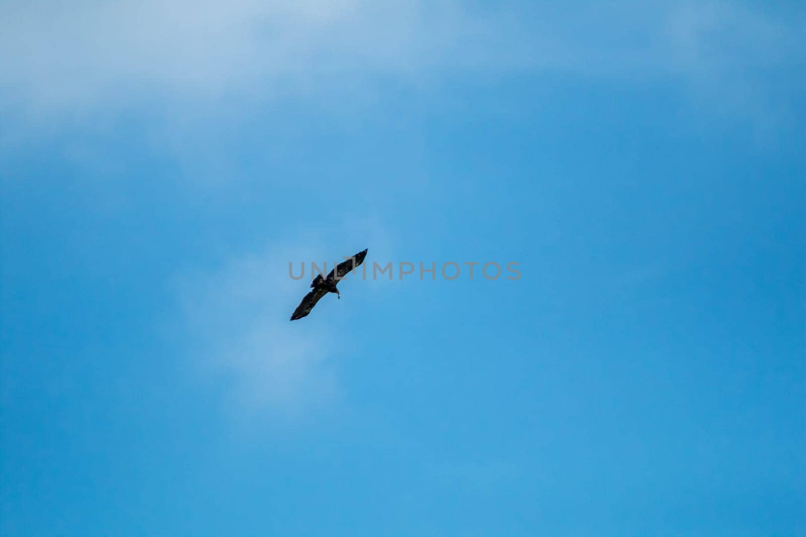 Hawk with prey. Hawk flying in the blue sky. Hawk hunted the mouse. Hawk flying high in the blue sky hunting for food...