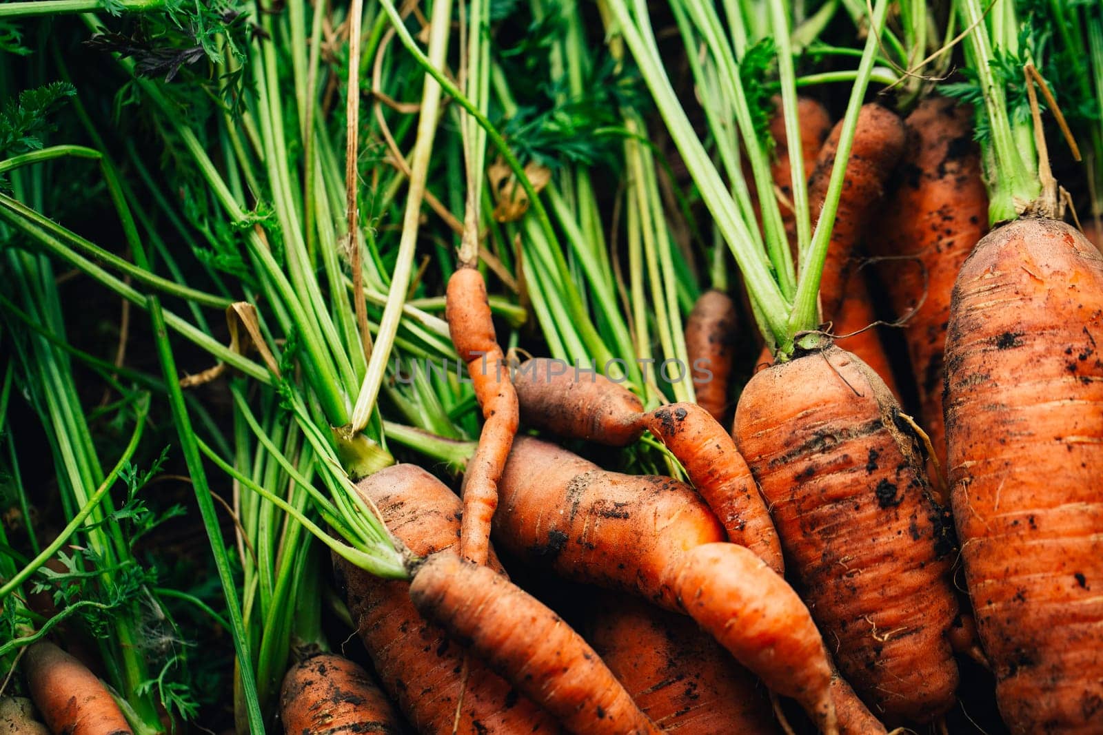 Fresh carrots close-up on a wooden background.