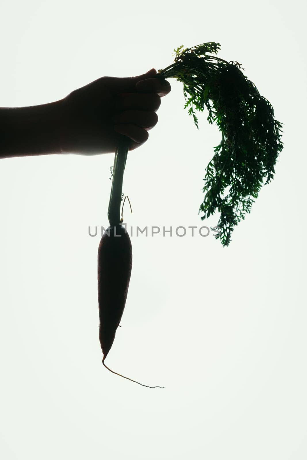 hands of a girl holding a carrot silhouette on orange background.
