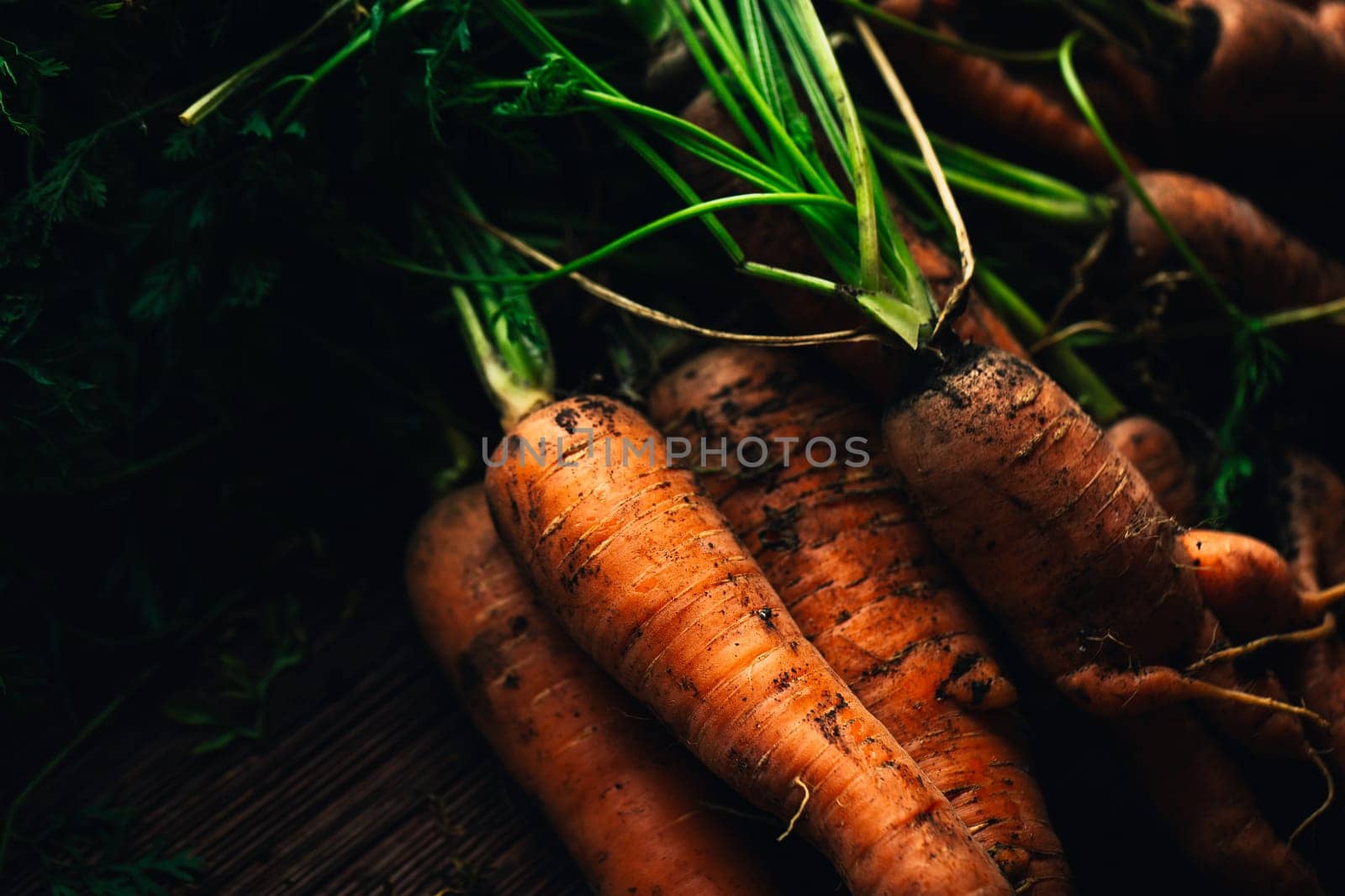 Fresh carrots from the garden close-up on a wooden background.