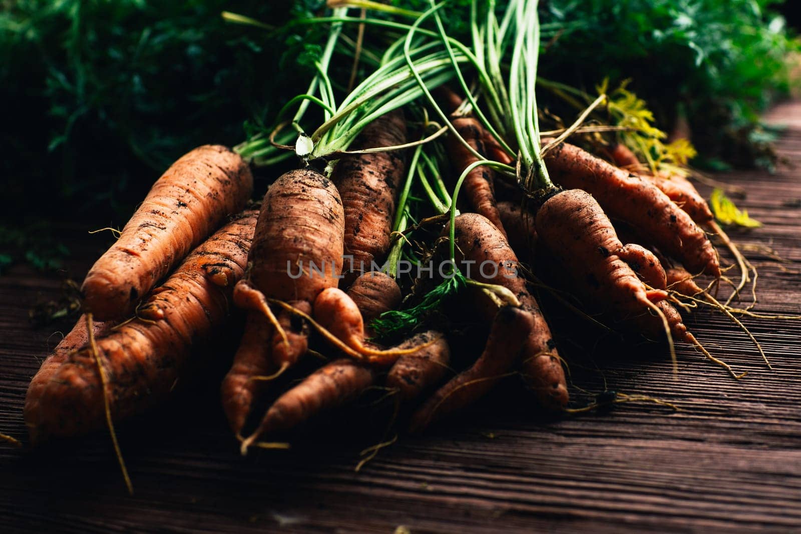 Fresh carrots from the garden close-up on a wooden background.