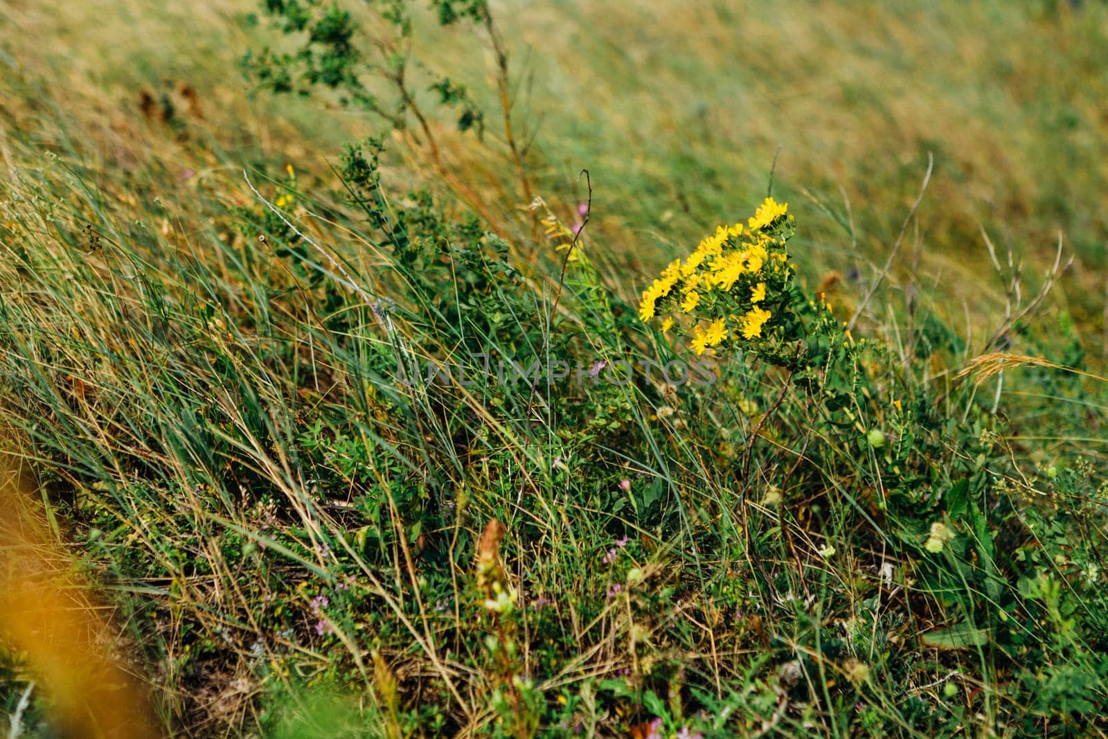 landscape bushes of grass against the sky