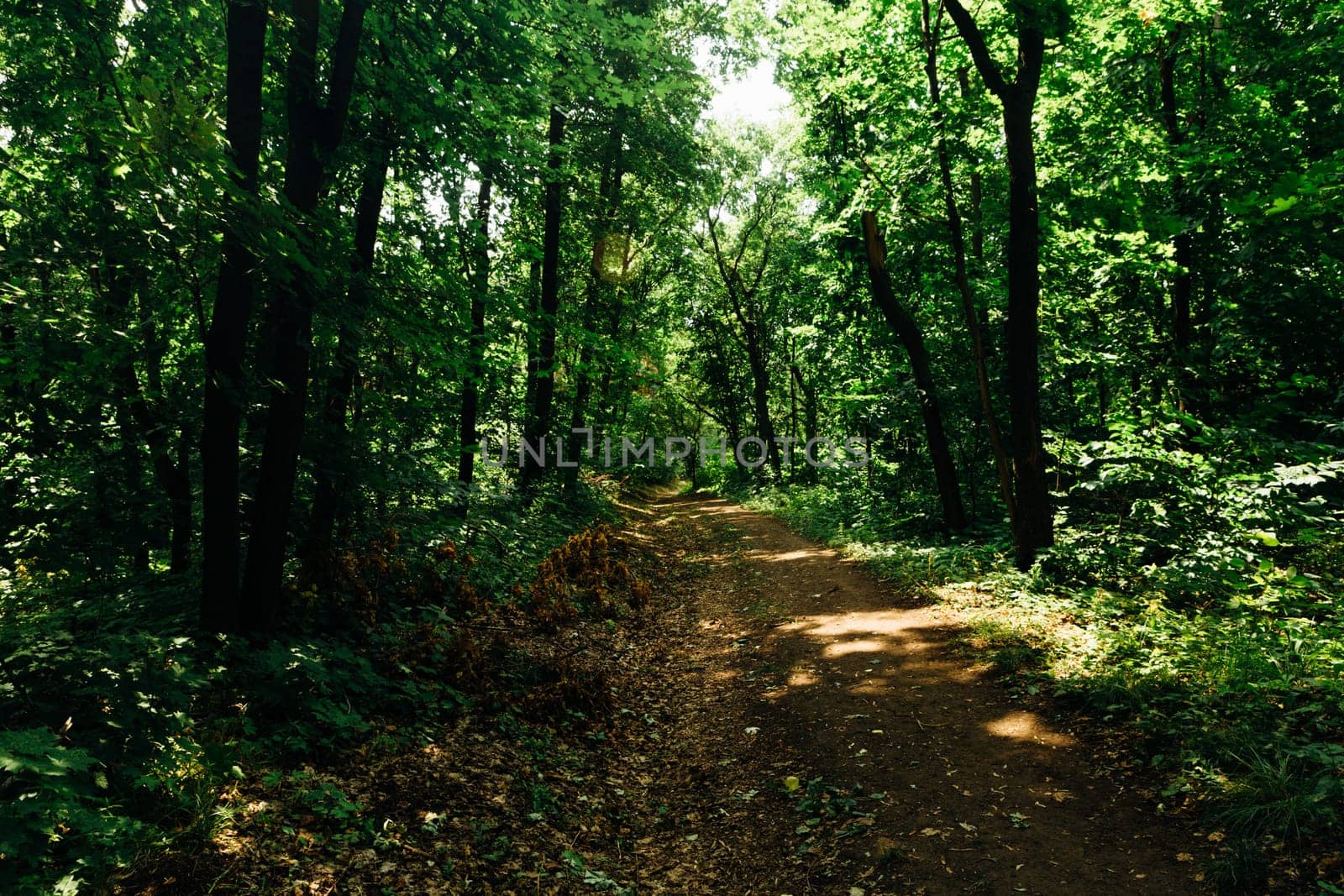 green trees in the forest in the sunlight.