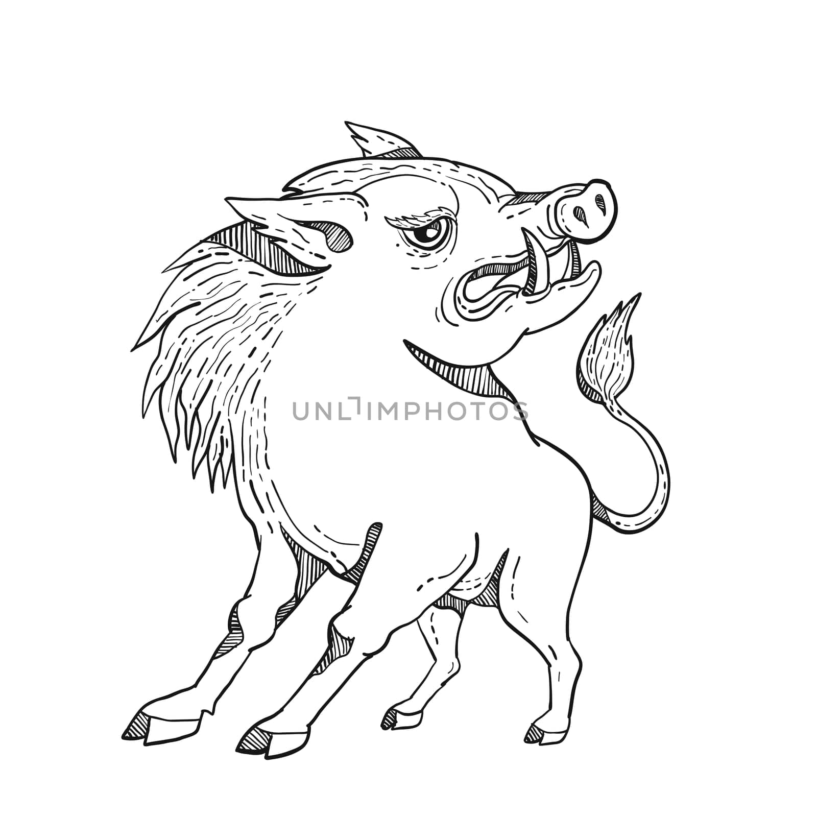 Doodle art illustration of a razorback, wild pig boar or hog looking to side on isolated background done in black and white caricature style.