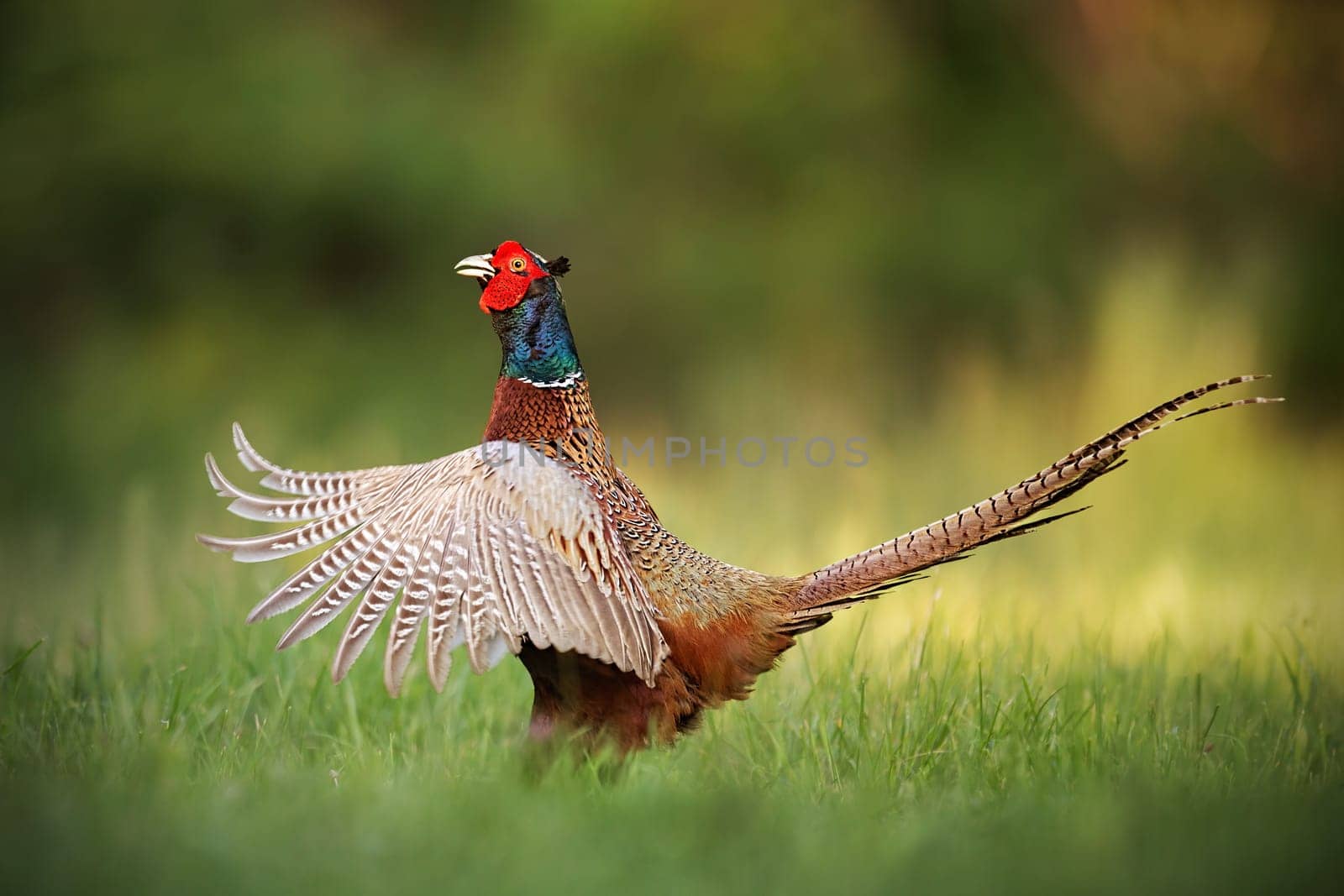 Male common pheasant, phasianus colchicus rooster showing off. Cock with wings wide spread and beak open. Exotic looking colorful european wild bird in natural environment.
