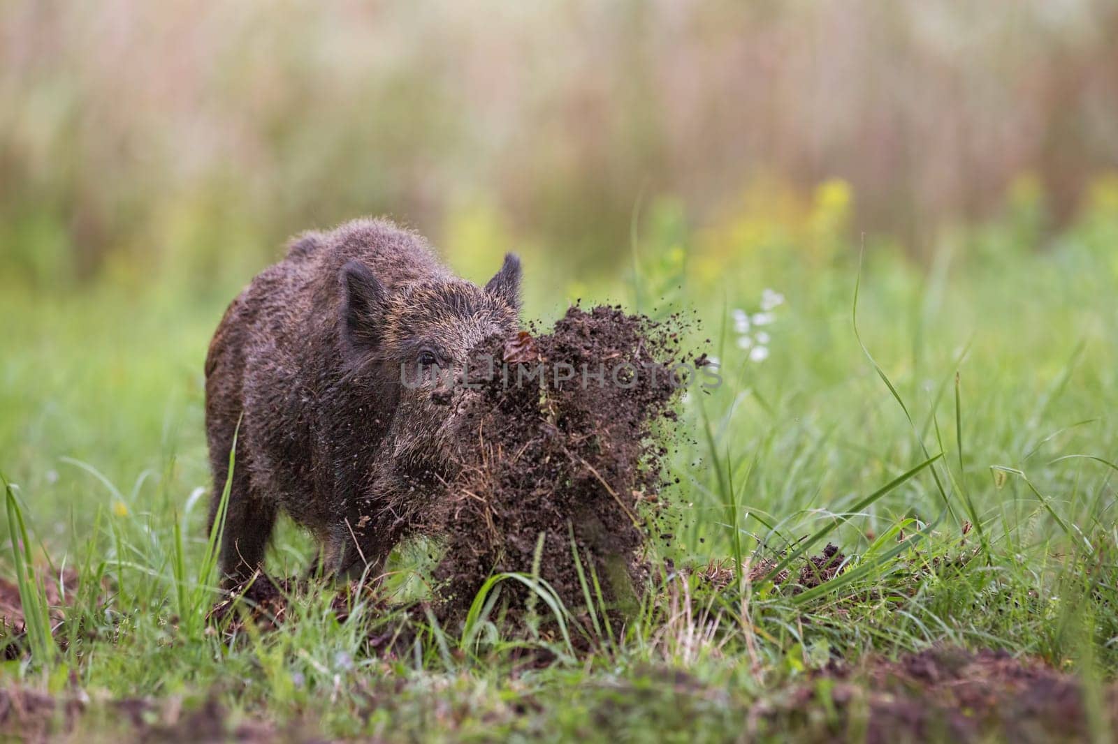 Wild boar, sus scrofa, digging on a meadow throwing mud around with its nose. Dynamic wildlife image of hog damaging ground while looking for a food.