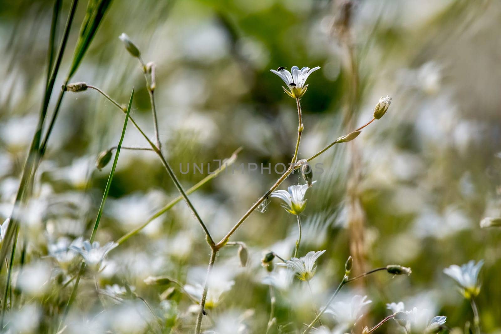 White wild flowers. Blooming flowers. Beautiful white rural flowers in green grass as background. Meadow with white flowers. Field flowers. Nature flower in spring and summer. Flowers in meadow.