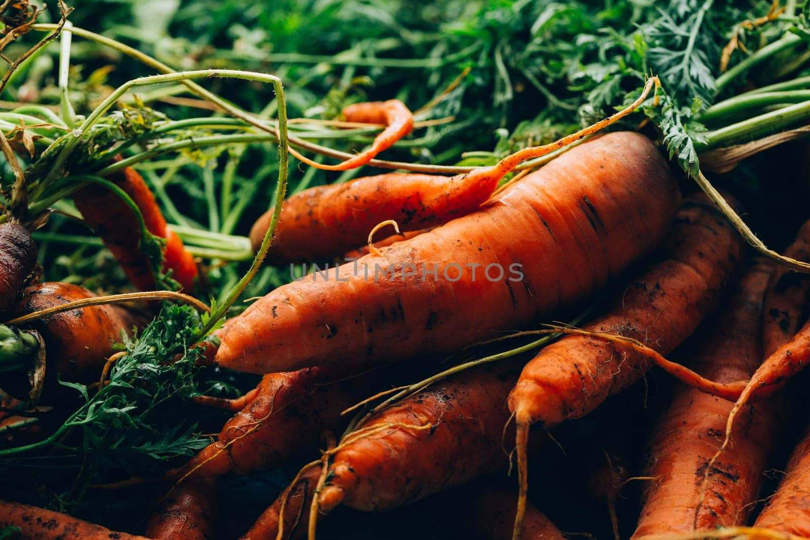 lot of carrots on a wooden background.