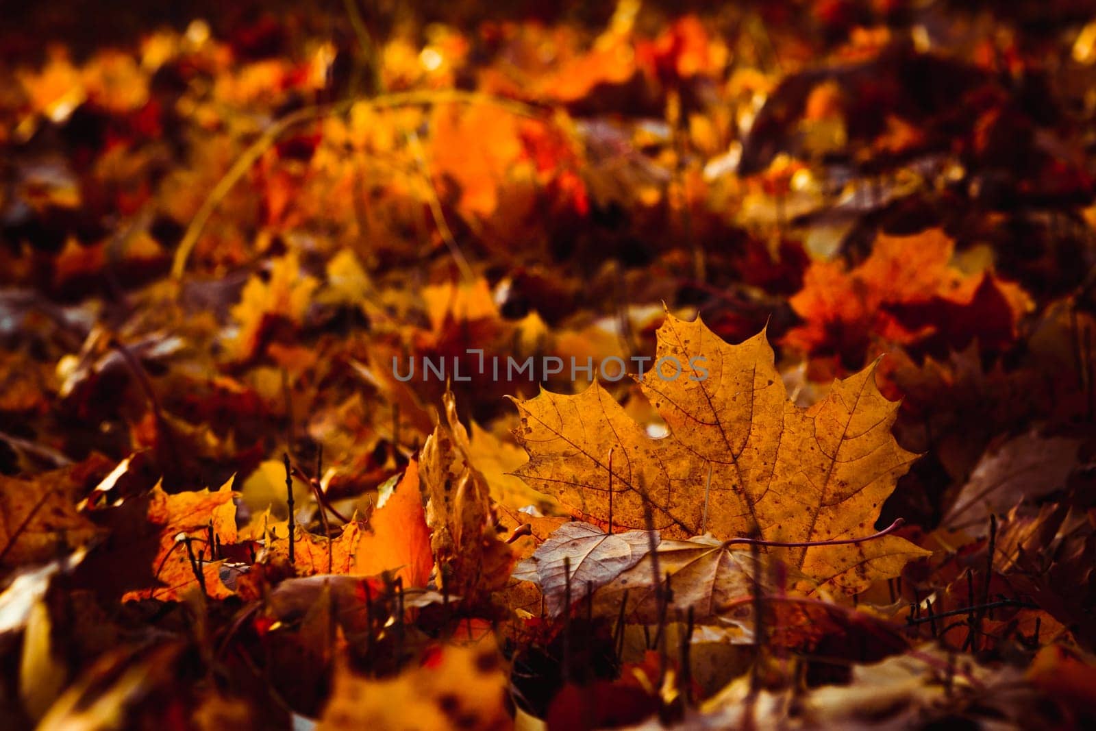 Orange yellow tree leaf forest autumn beauty nature.