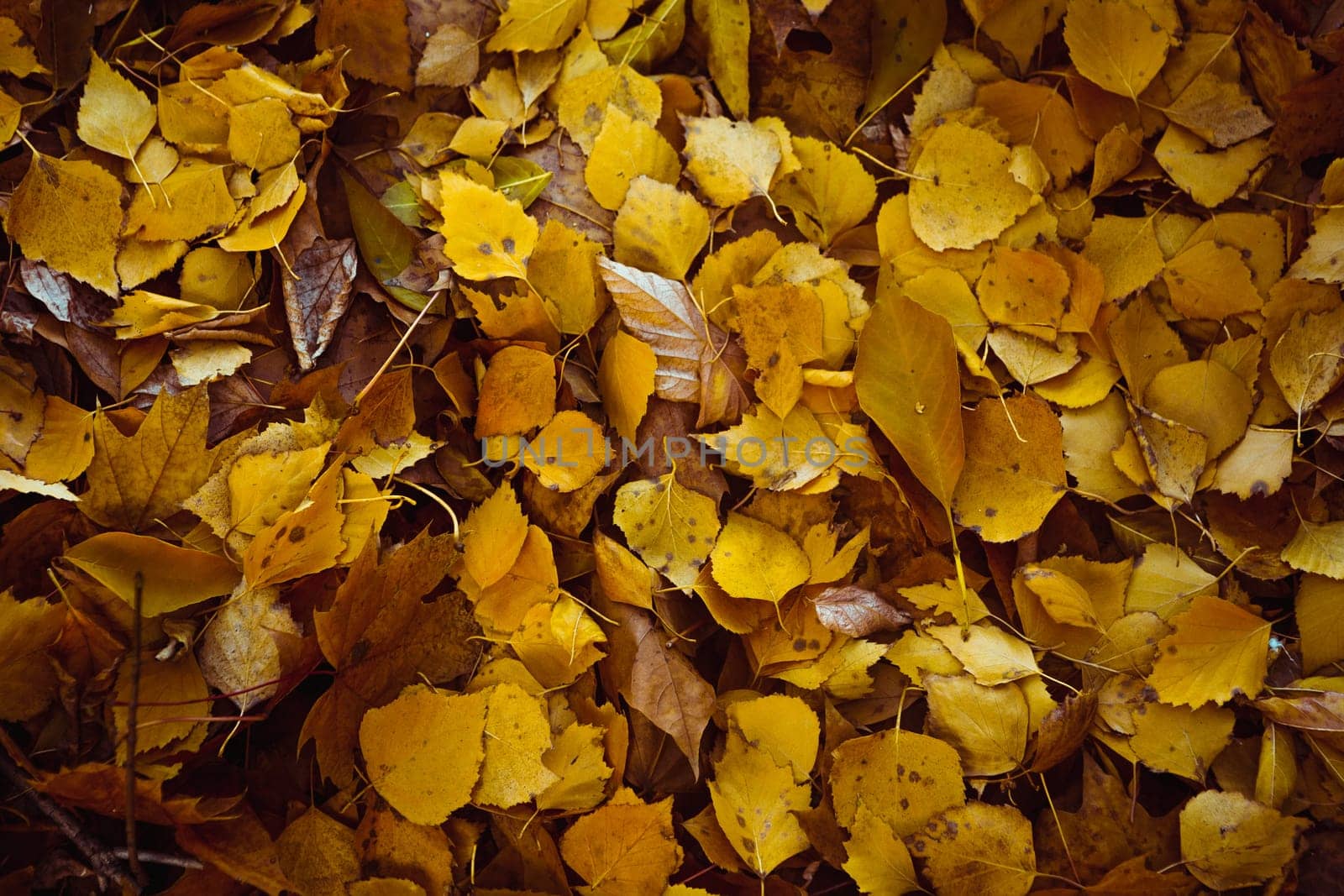 Orange yellow tree leaf forest autumn beauty nature.