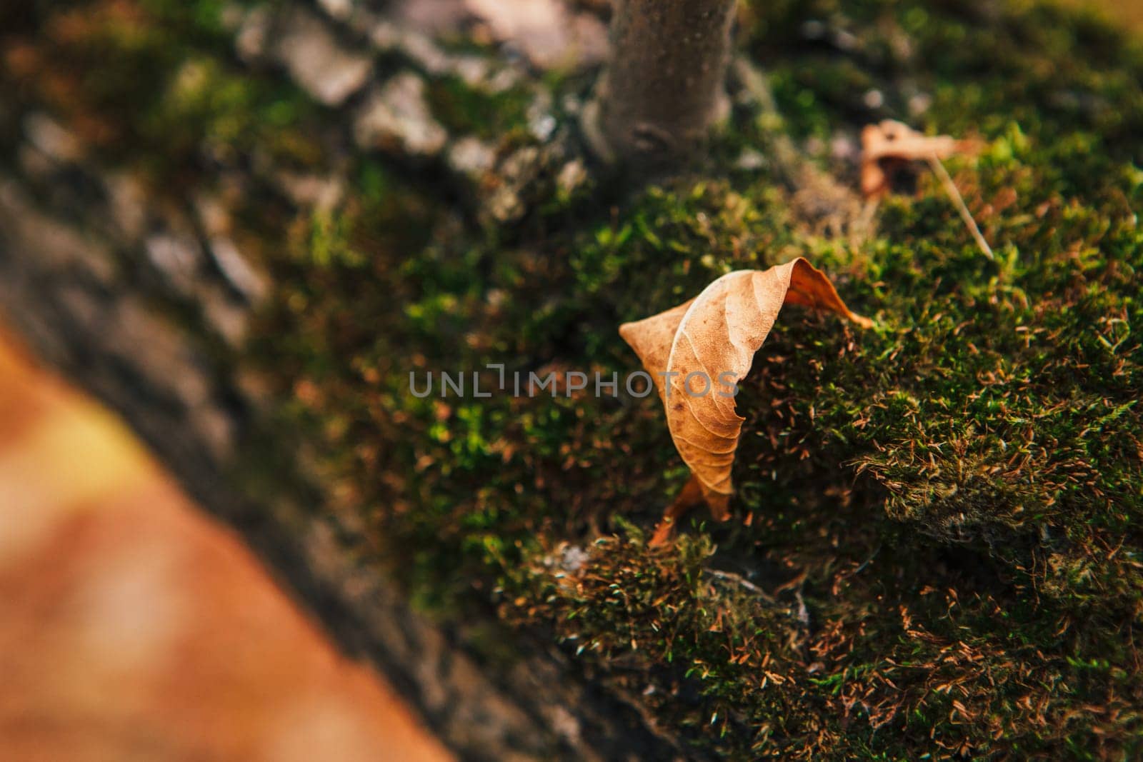 green moss on autumn trees close up.