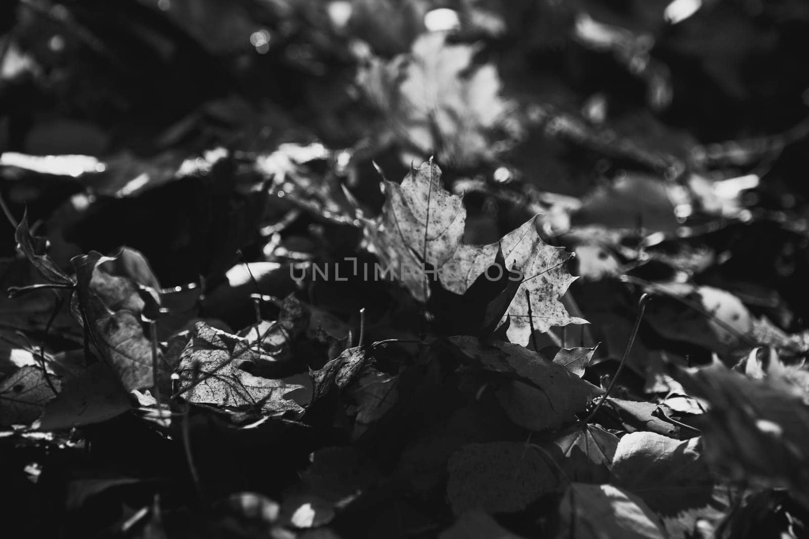 black white photo tree leaf forest autumn beauty nature.