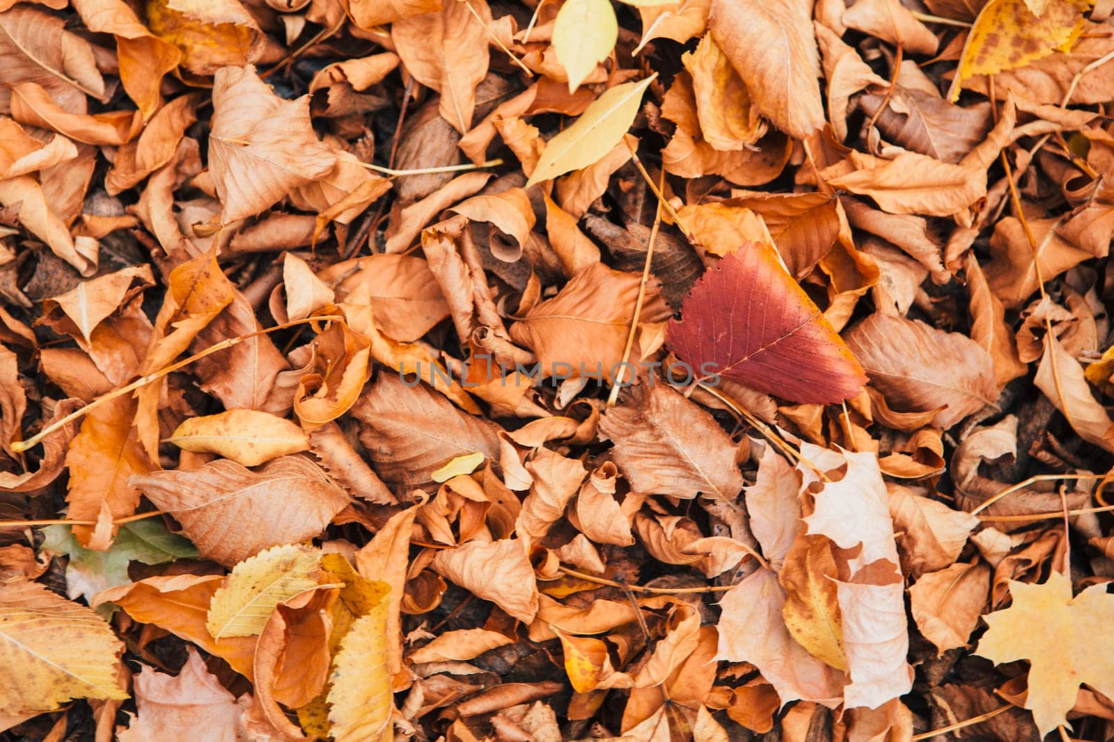 colorful red orange autumn leaves close up.