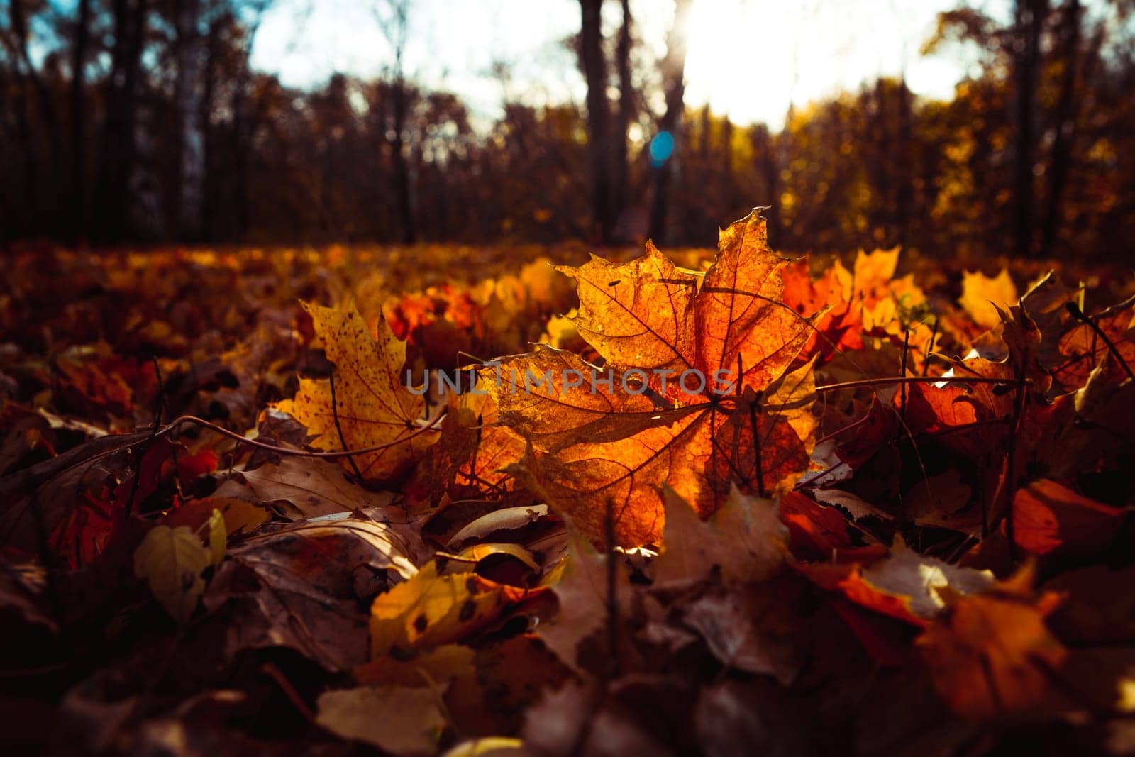 Orange yellow tree leaf forest autumn beauty nature.