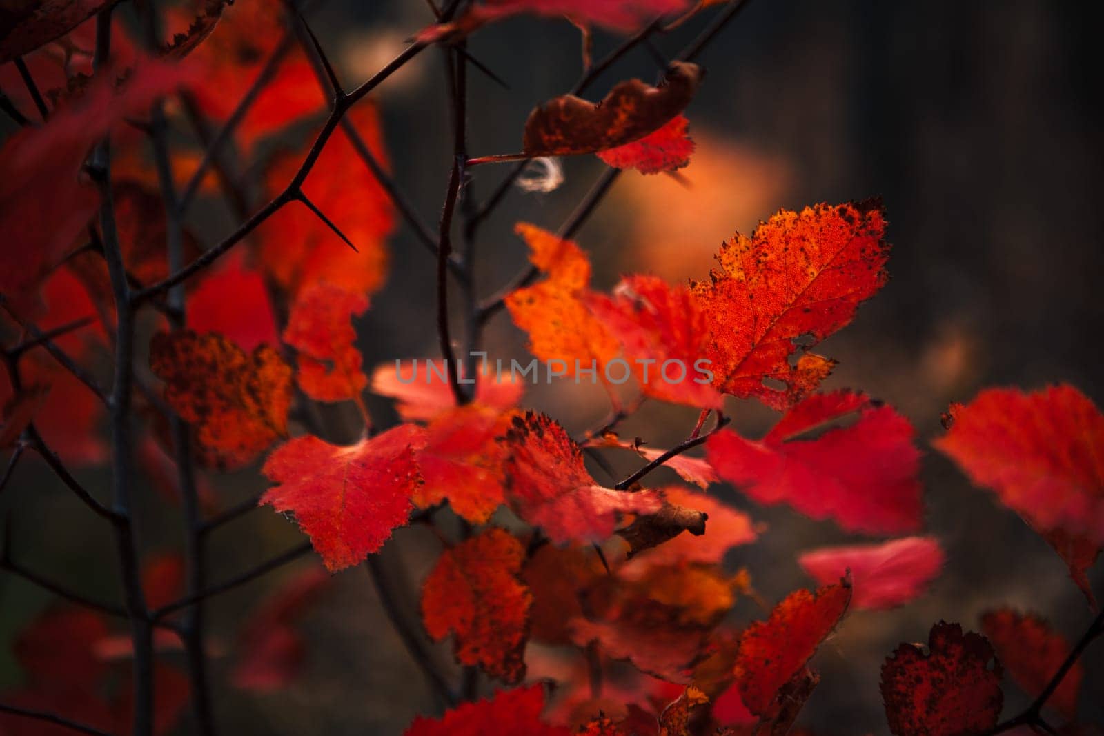 Red leaves in forest on blurred background.