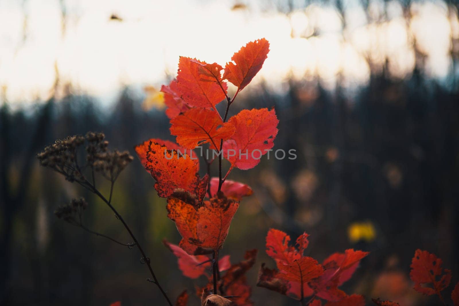 Red leaves in forest on blurred background.