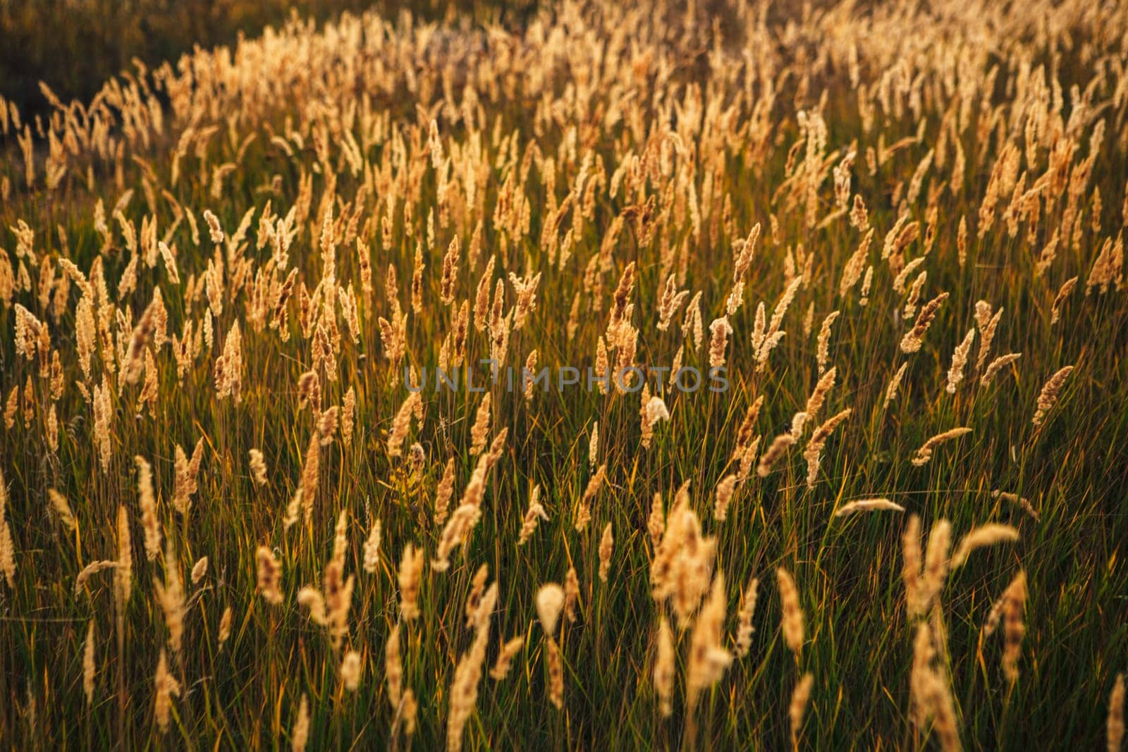 beautiful autumn field several spike close up.