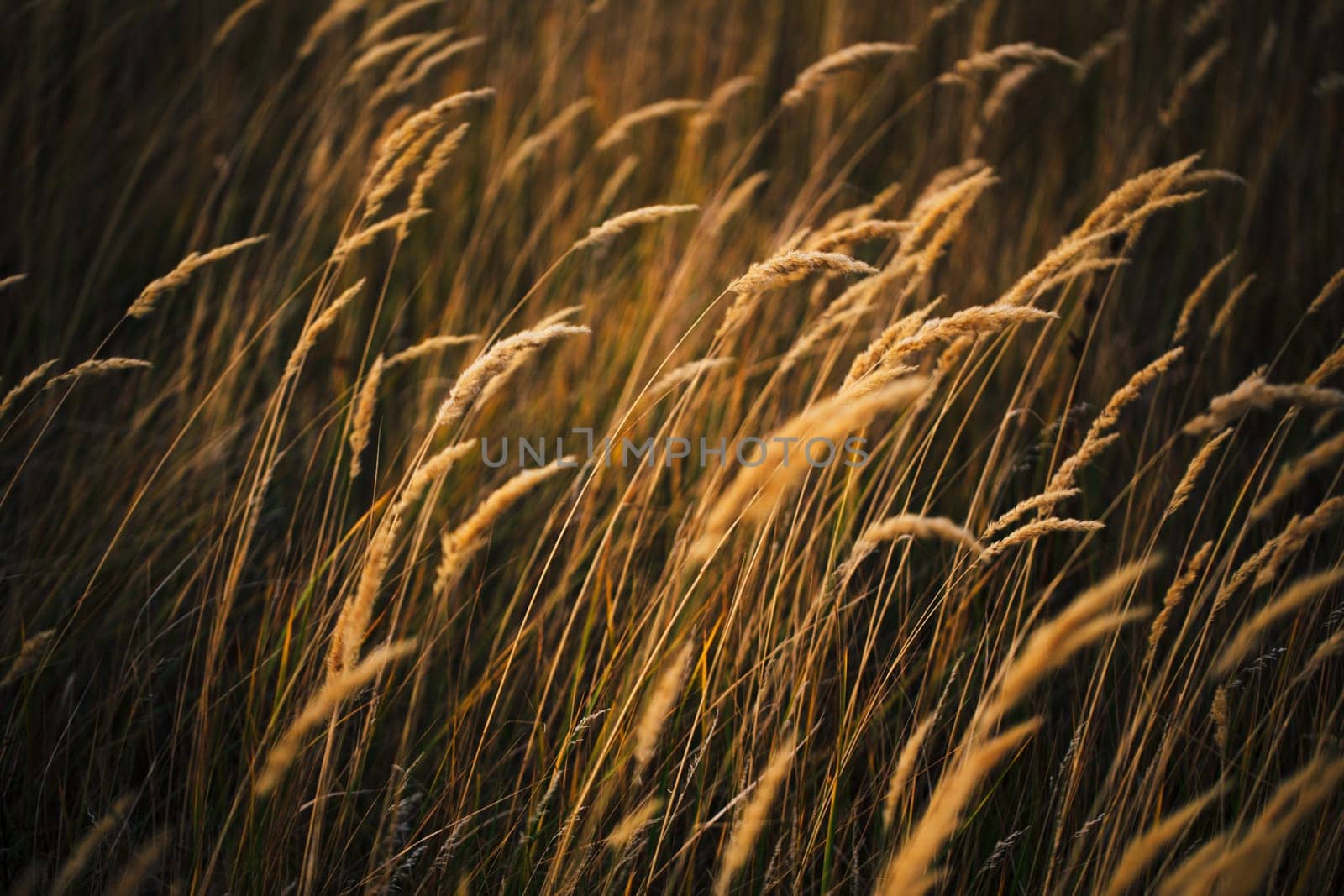 beautiful autumn field several spike close up.
