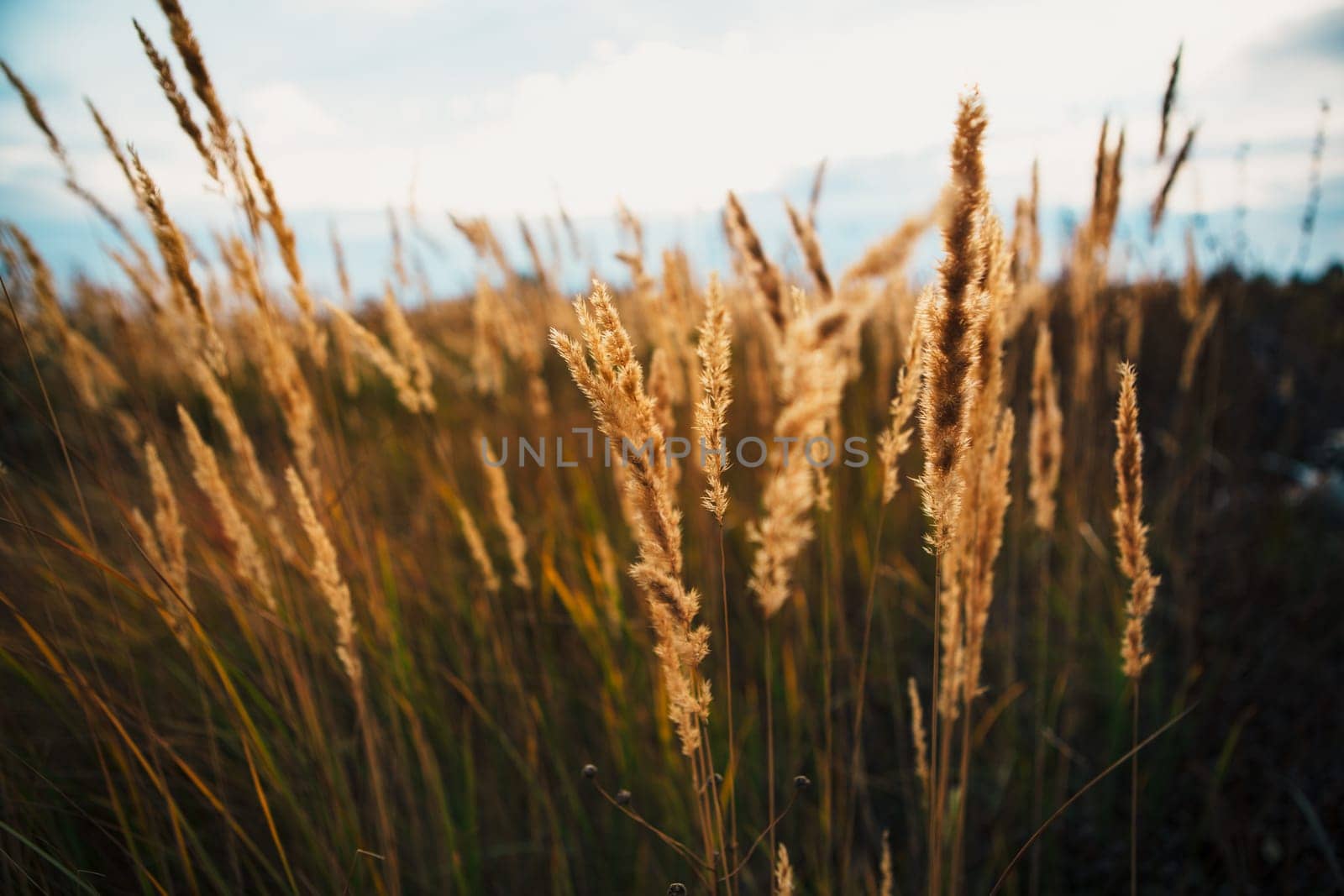 beautiful autumn field several spike close up.