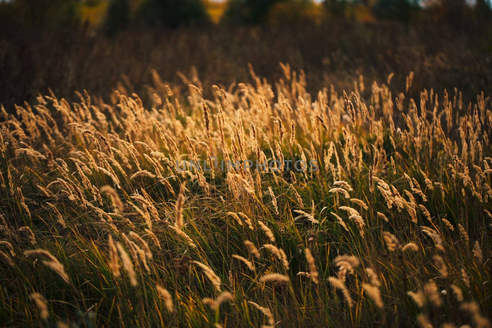 beautiful autumn field several spike close up.