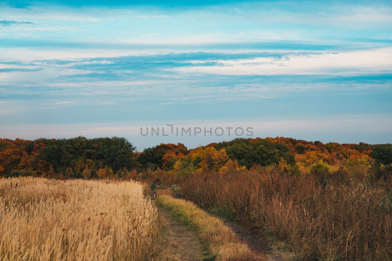 beautiful autumn field several spike close up.