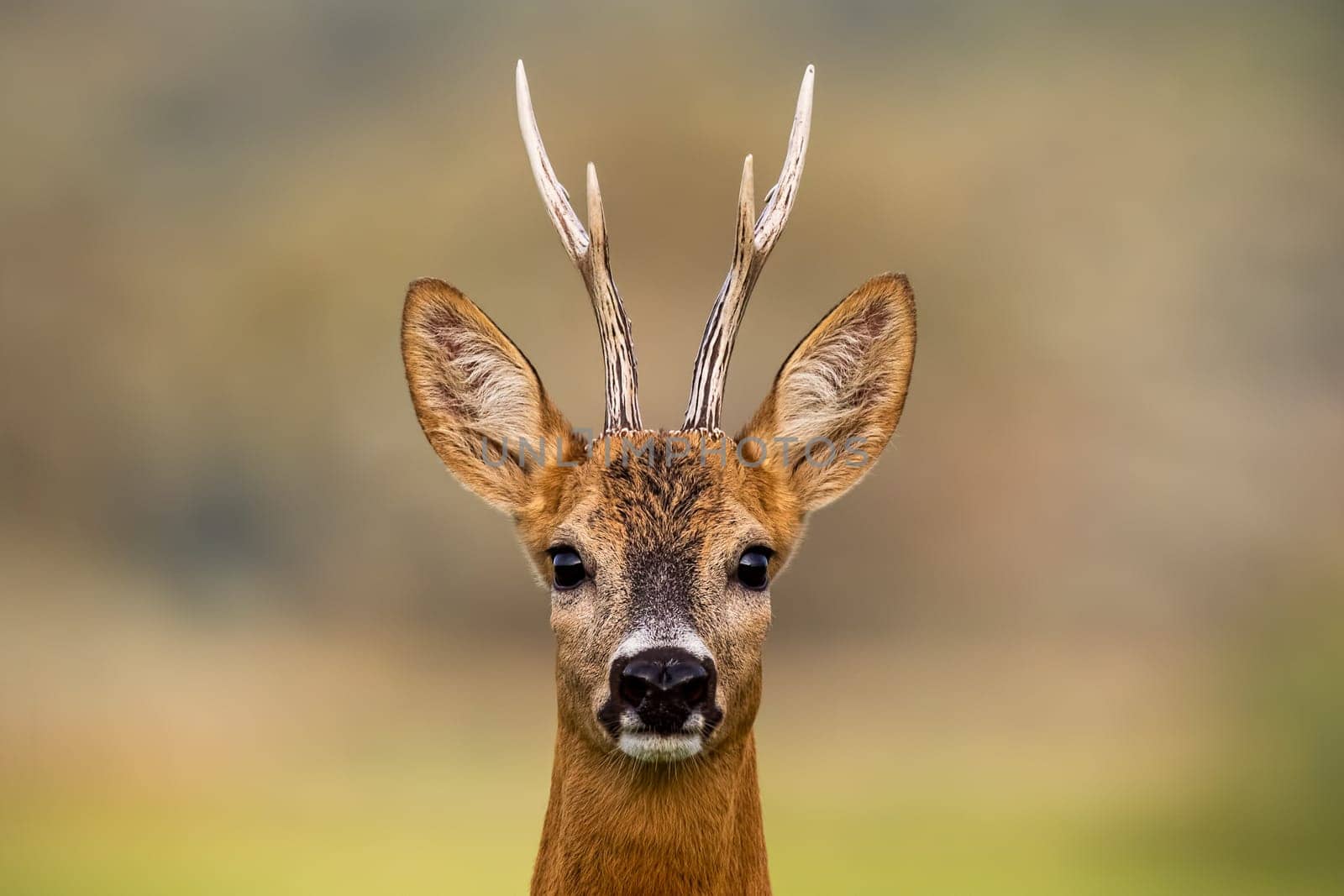 Portrait of a roe deer, capreolus capreolus, buck in summer with clear blurred background. Detail of rebuck head. Clouse-up of wild animal in natural environment.