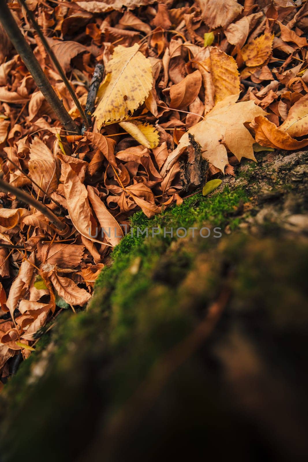 green moss on autumn trees close up.