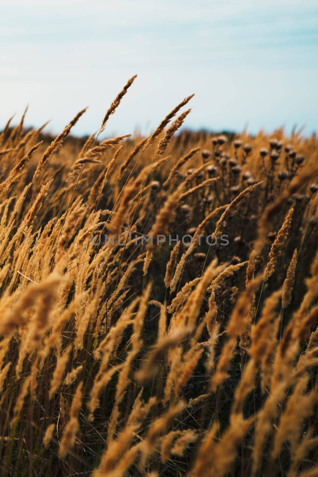 beautiful autumn field several spike close up.