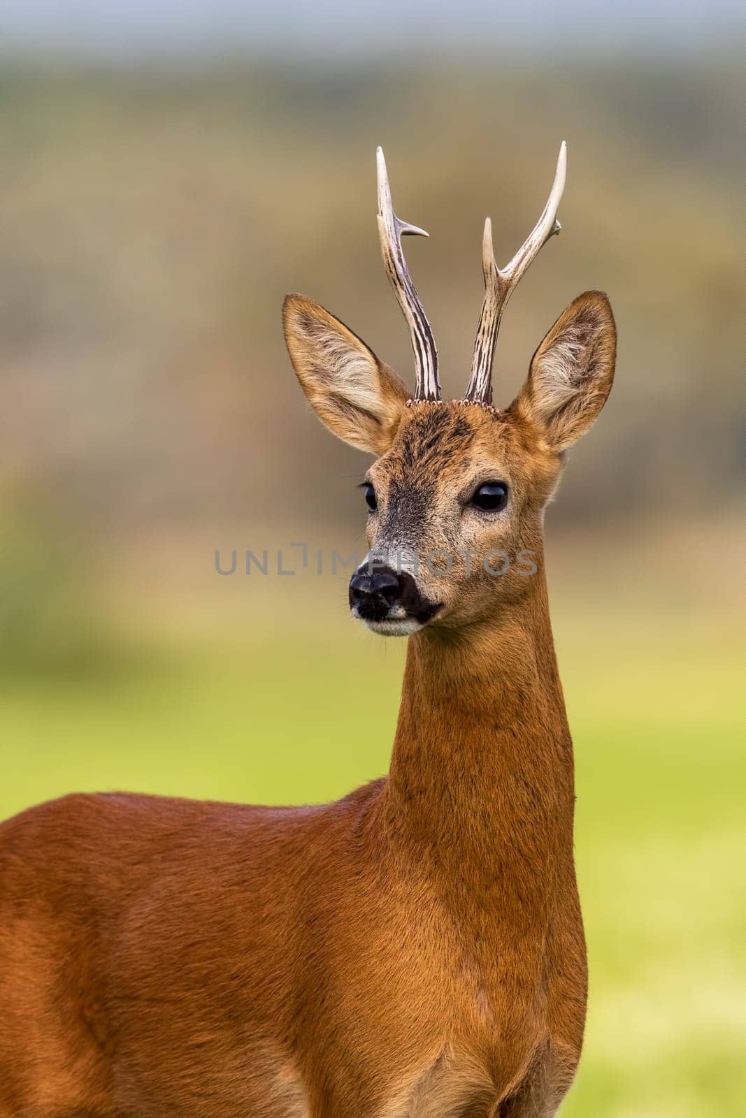 Portrait of a roe deer, capreolus capreolus, buck in summer with clear blurred background. Detail of rebuck head. Clouse-up of wild animal in natural environment.