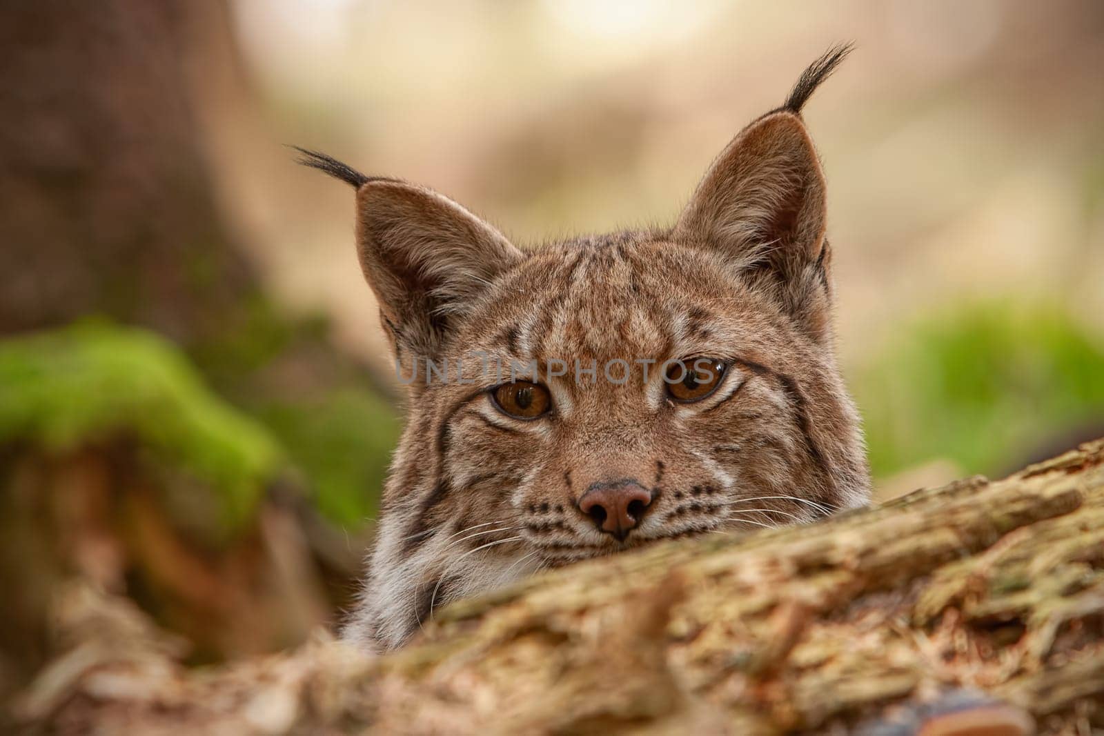 Detailed close-up of hiding adult eursian lynx on a hunt in autmn forest. Endangered mammal predator hiding in natural environment. Wildlife scenery with camouflaged animal.