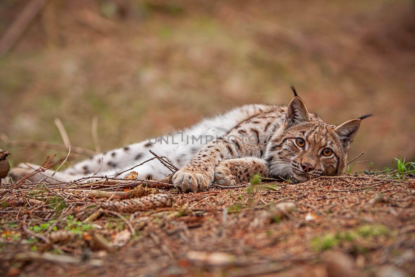 Eursian lynx laying on the ground in autmn forest with blurred background. Endangered mammal predator in natural environment. Wildlife scenery from nature.