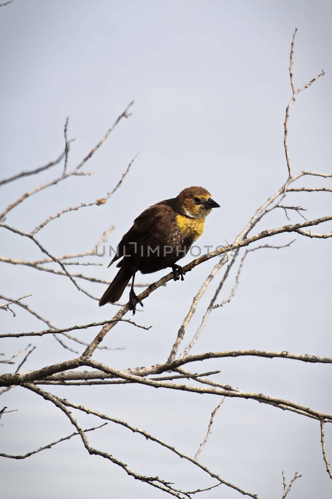 A female yellow-headed blackbird perches on a branch.