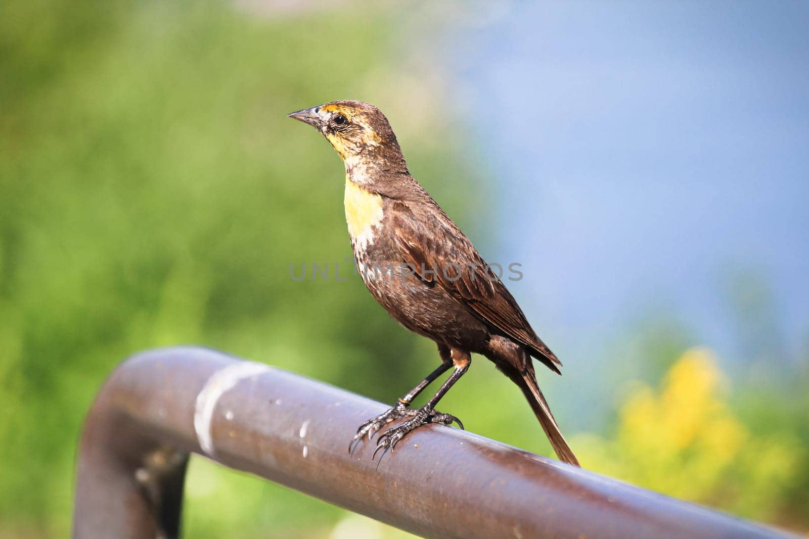 A female yellow-headed blackbird stands on a rail.