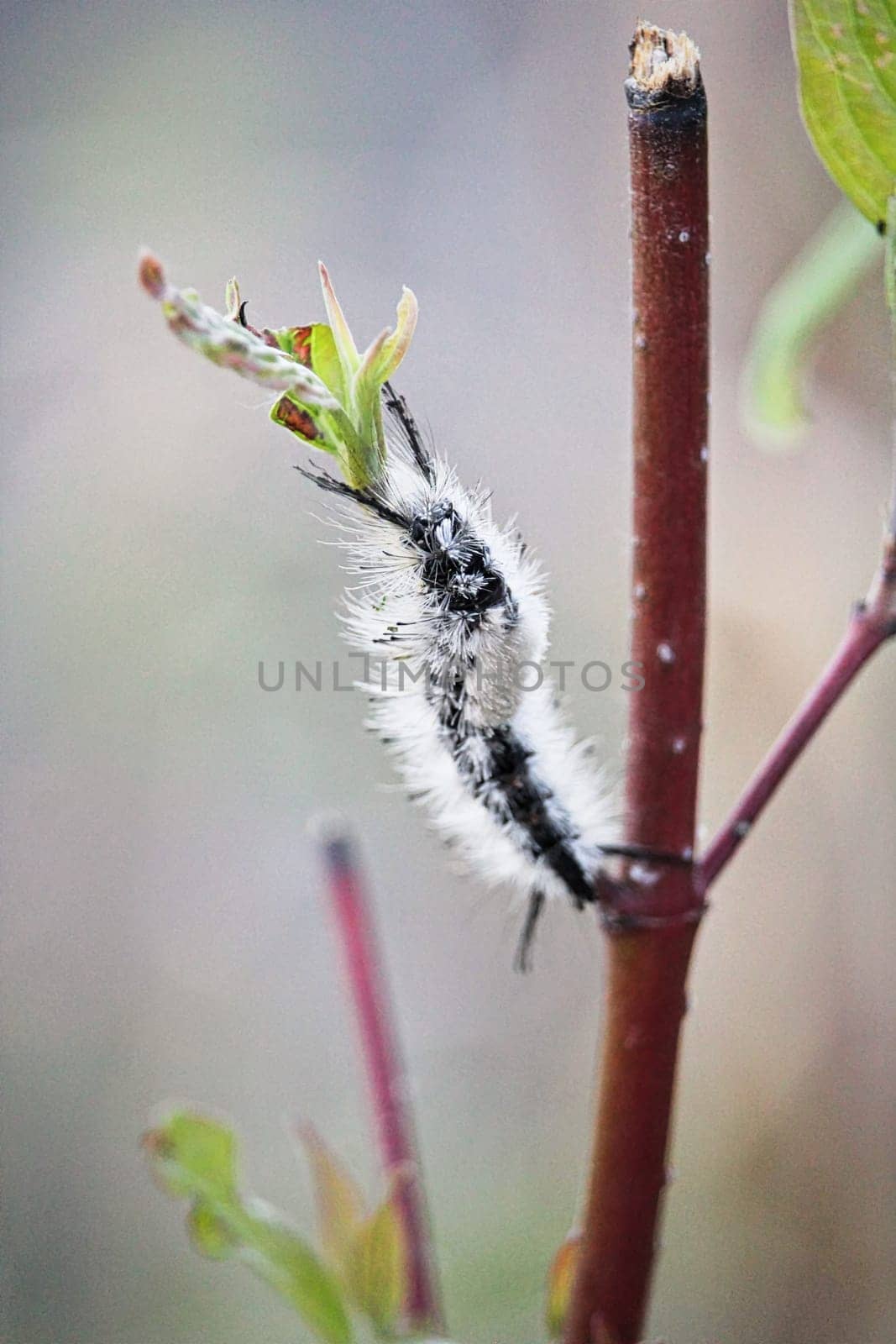 A closeup of a tussock moth caterpillar crawling on a branch.