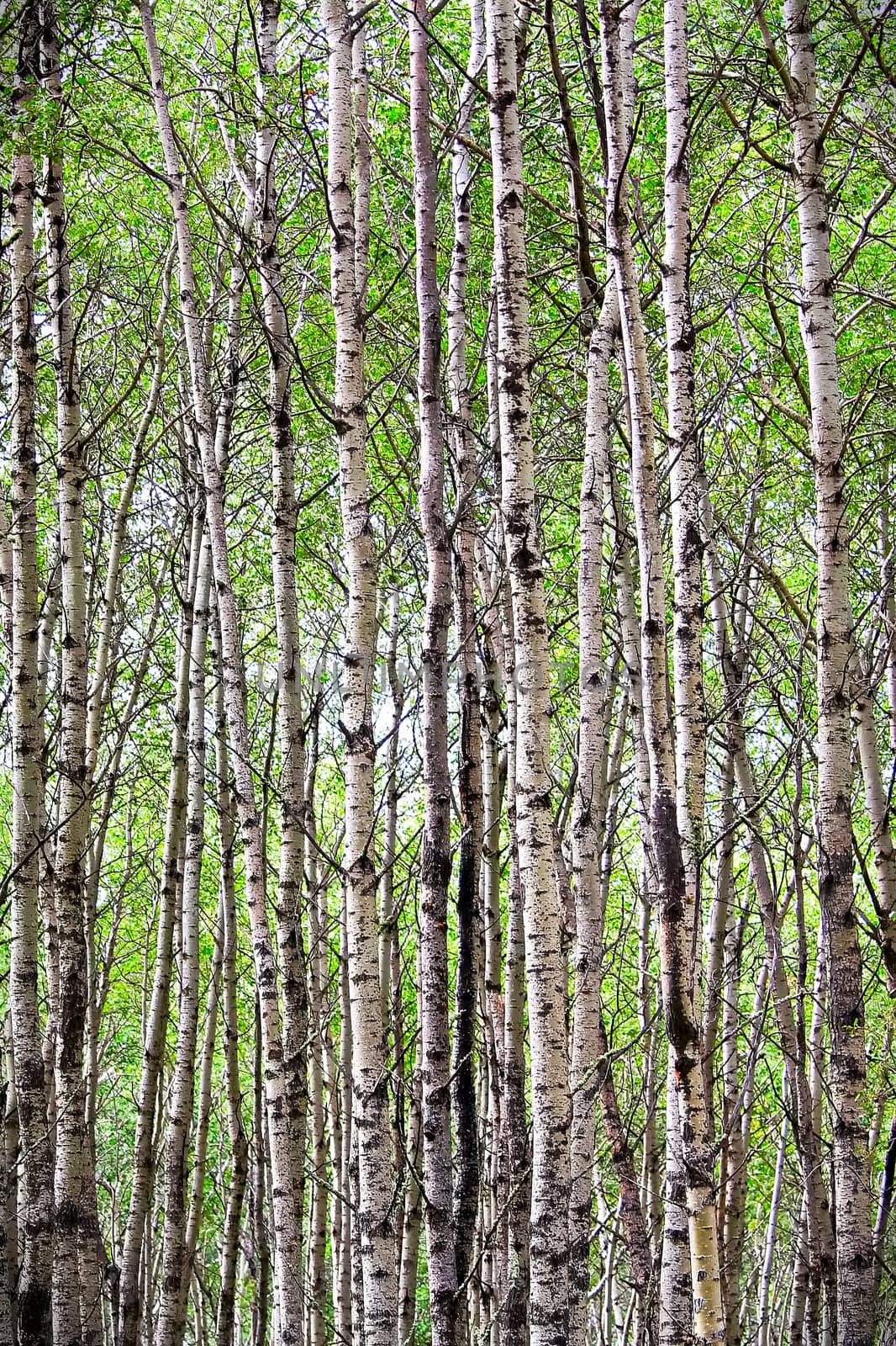 A view of endless poplar trees in spring.