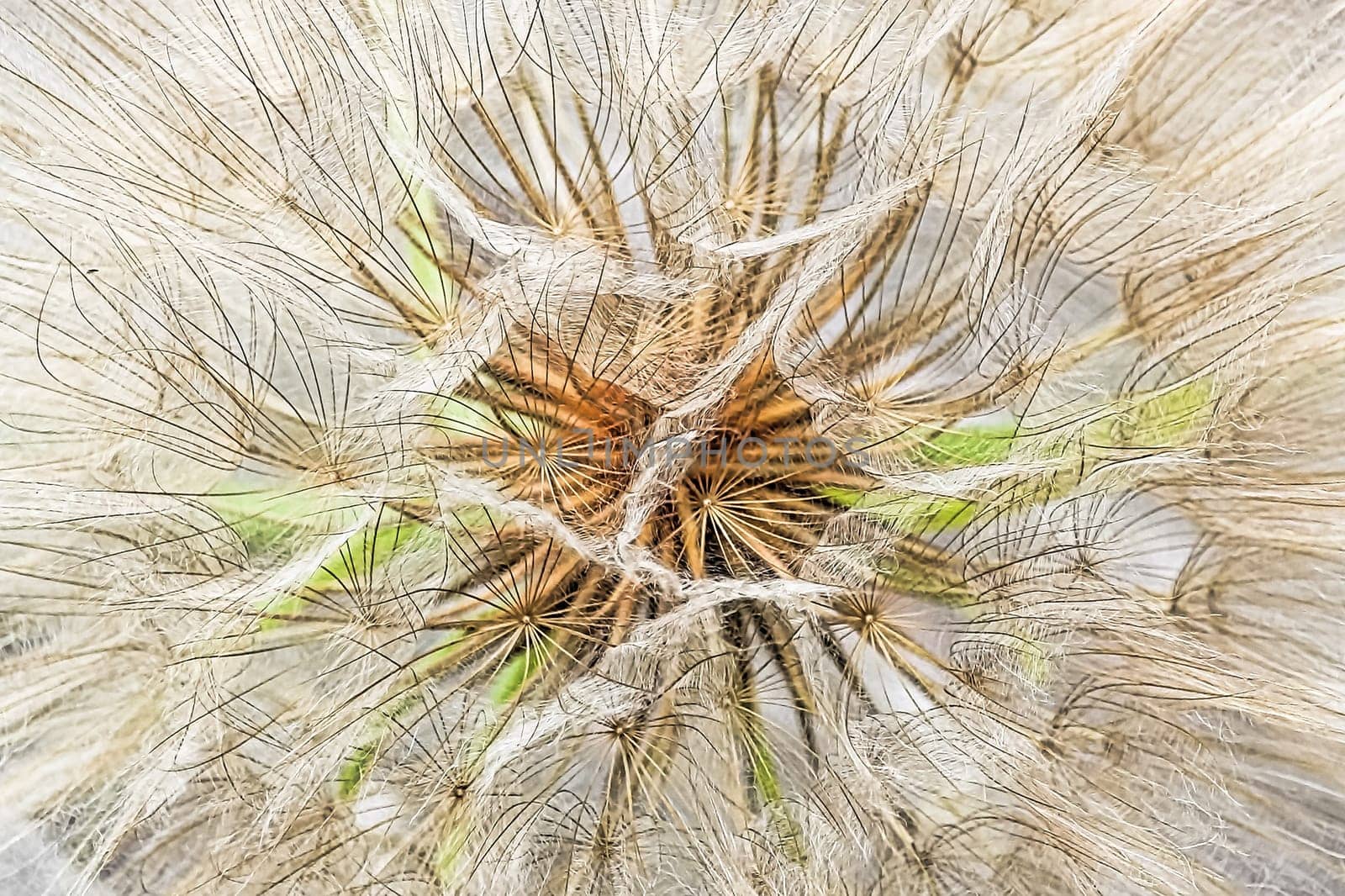 Macro view of a tragopogon seed head.